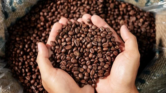 Bahia deve registrar crescimento de 11,3% na produção de café em 2025.