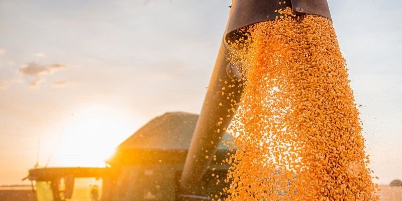 IBGE e Conab mantêm estimativas positivas para safra de grãos baiana em 2025.