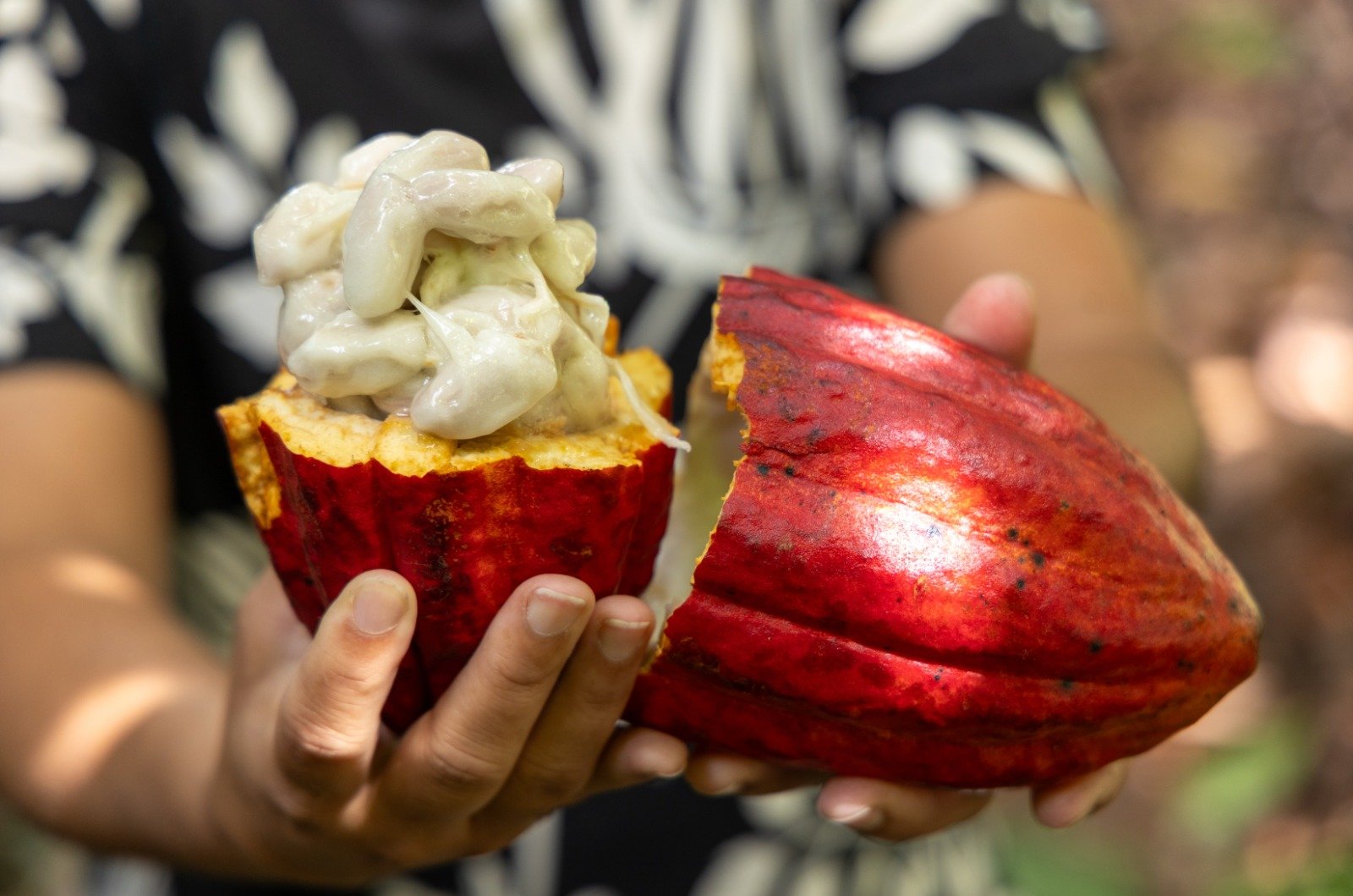 Importação de cacau da Costa do Marfim é suspensa após articulação liderada pela Bahia.