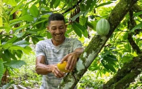 Bahia amplia ações e avança na proteção da cacauicultura.