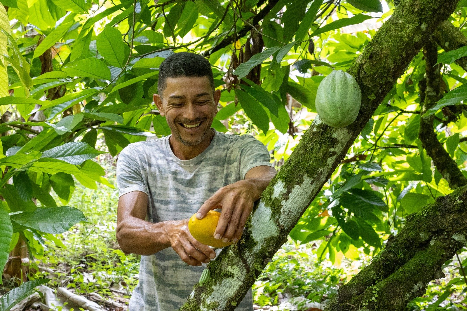 Bahia amplia ações e avança na proteção da cacauicultura.
