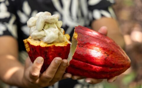 PL do Cacau incorpora propostas articuladas pela Bahia e avança no Congresso.