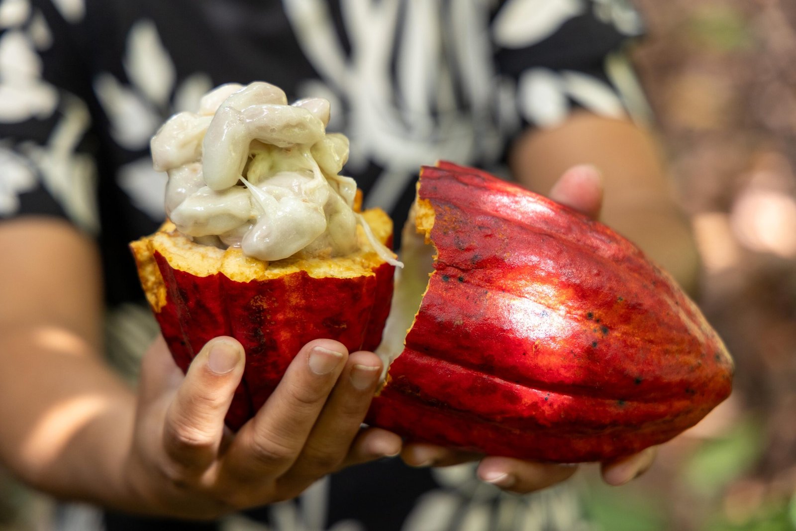 PL do Cacau incorpora propostas articuladas pela Bahia e avança no Congresso.