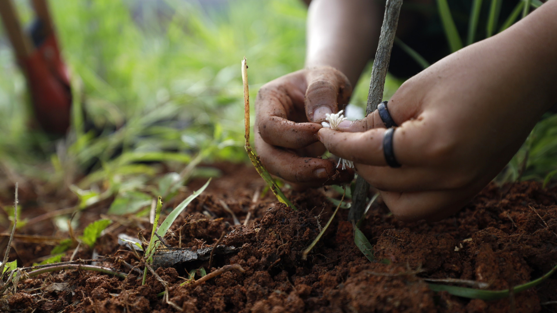 Governo da Bahia lança editais inéditos de R$ 16 milhões para fortalecer plantas medicinais e turismo rural comunitário.