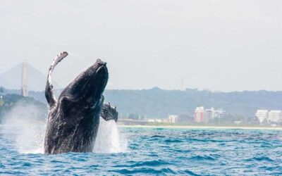 Temporada das baleias-jubarte fortalece turismo e movimenta economia de Ilhéus.