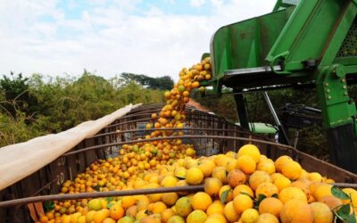 Bahia articula expansão da citricultura com foco em agroindústria e novos mercados.
