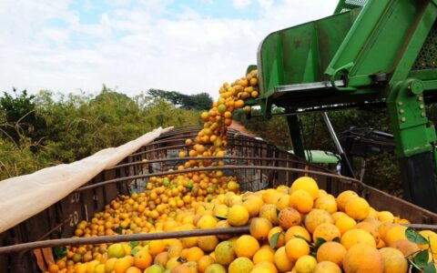Bahia articula expansão da citricultura com foco em agroindústria e novos mercados.