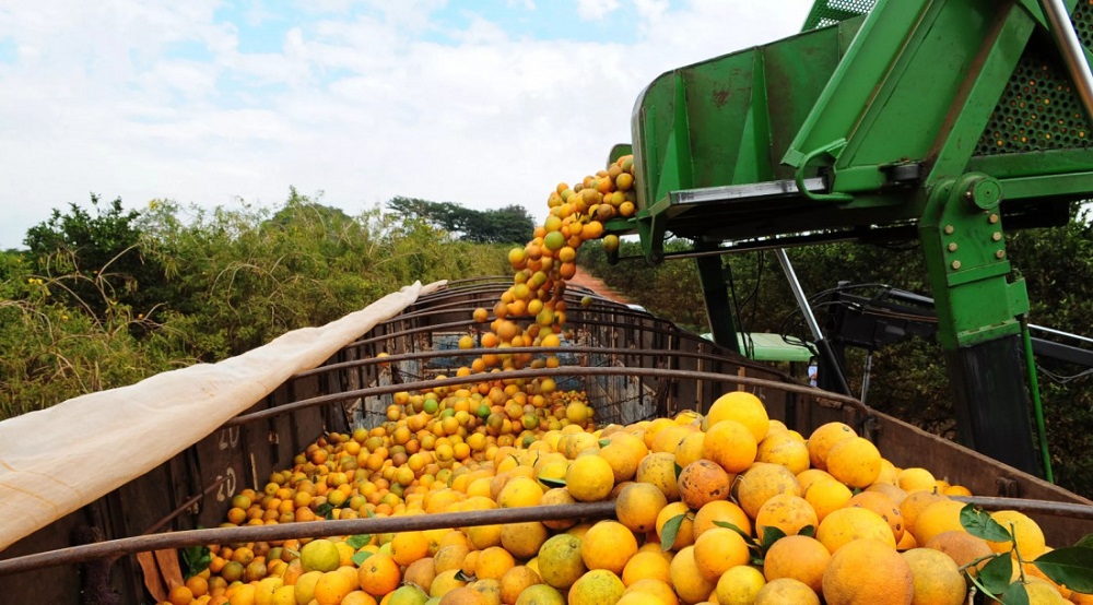 Bahia articula expansão da citricultura com foco em agroindústria e novos mercados.
