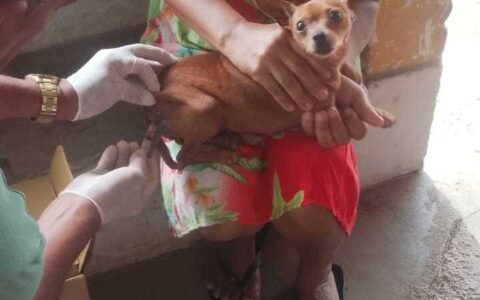 Ilhéus inicia Campanha Nacional de Vacinação Antirrábica para cães e gatos.