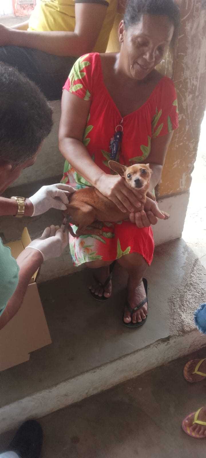 Ilhéus inicia Campanha Nacional de Vacinação Antirrábica para cães e gatos.