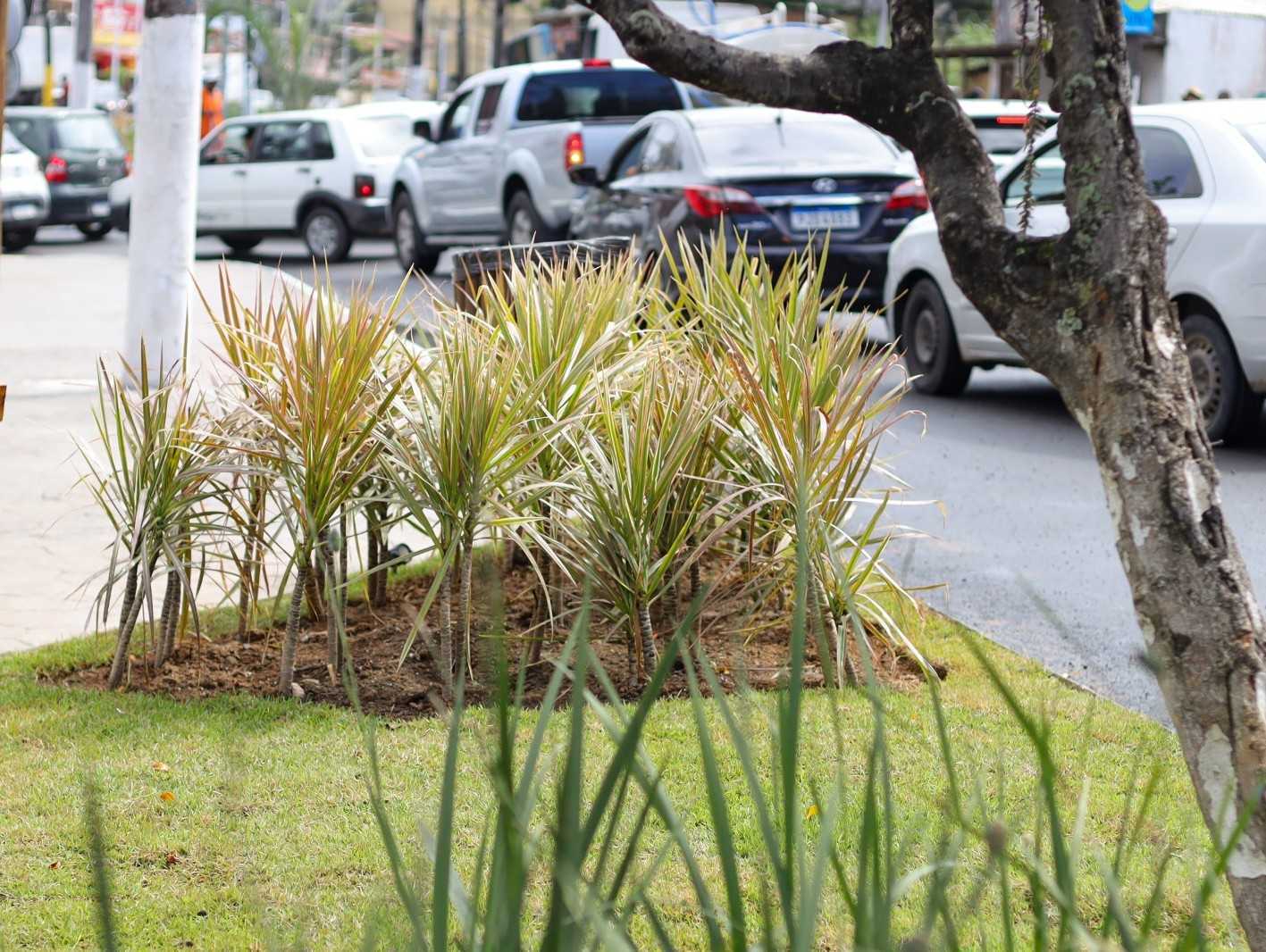 Prefeitura de Ilhéus reforça alerta contra a retirada de mudas das praças.
