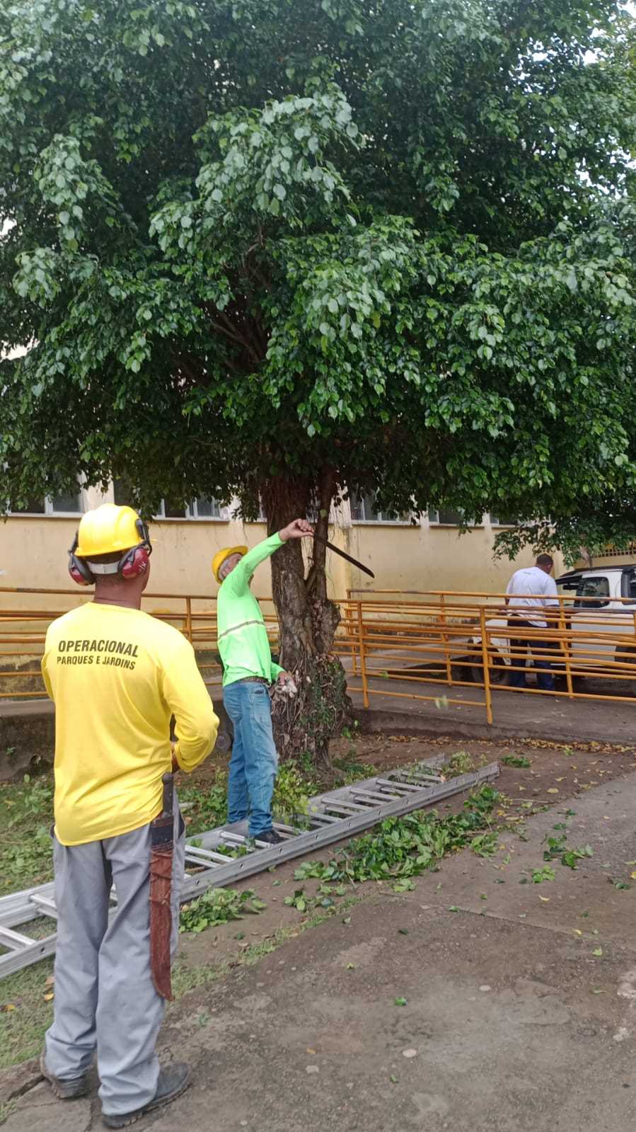 Poda de árvores é realizada no Colégio IME.