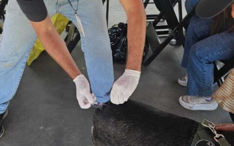 Dia D de Vacinação garante imunização de 1.236 cães e gatos em Ilhéus.