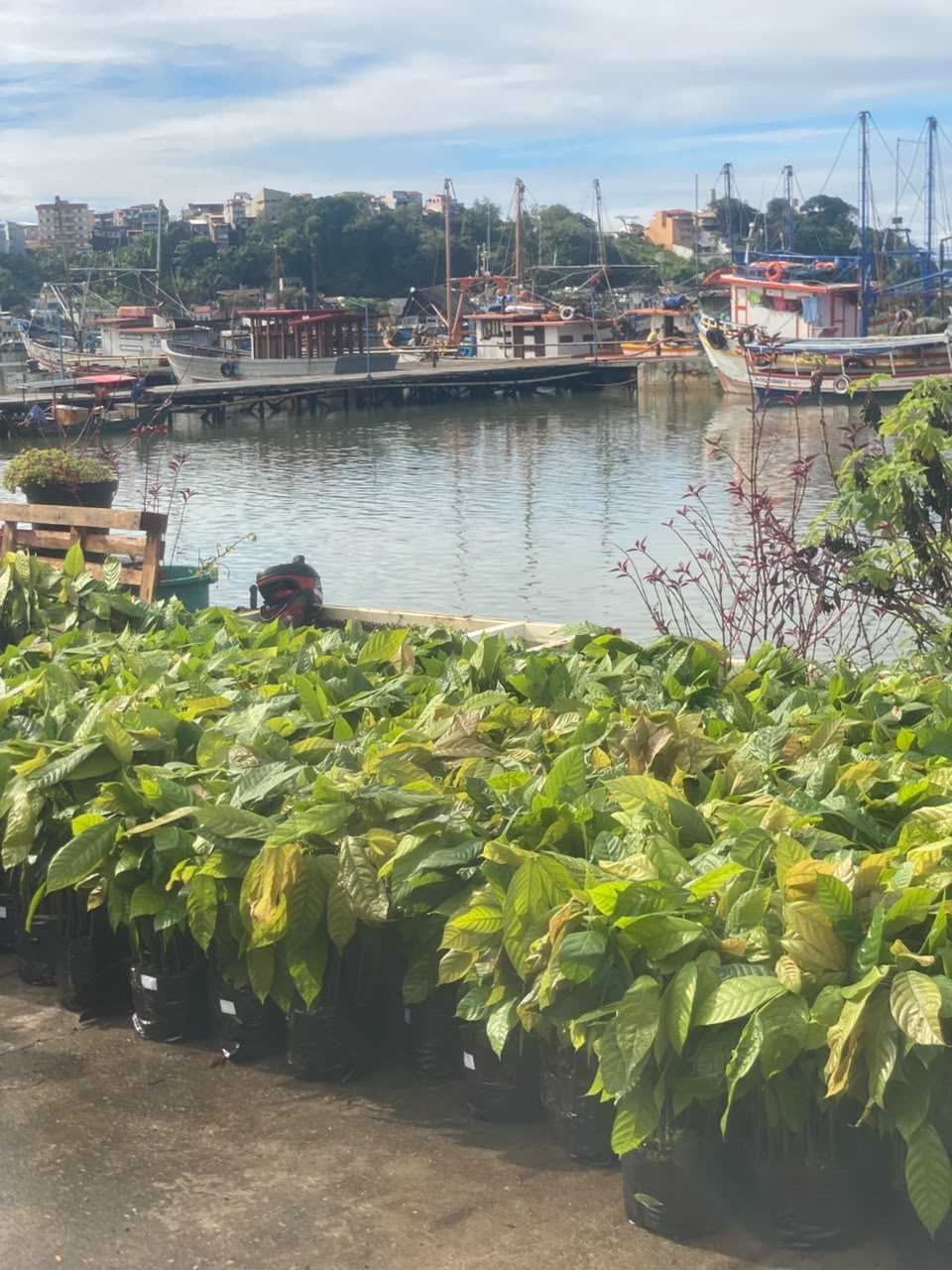 Prefeitura de Ilhéus viabiliza chegada de 6.250 mudas de cacau a produtores rurais.