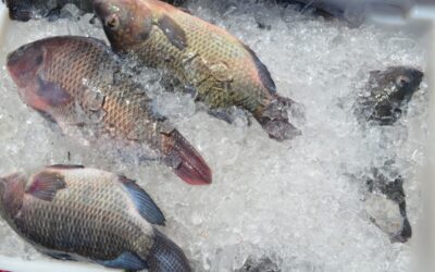 Câmara Setorial da Pesca e Aquicultura da Bahia é criada para desenvolver potencial do setor.
