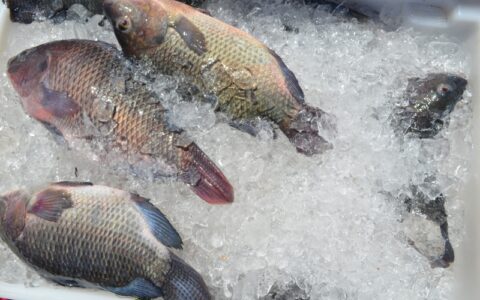 Câmara Setorial da Pesca e Aquicultura da Bahia é criada para desenvolver potencial do setor.