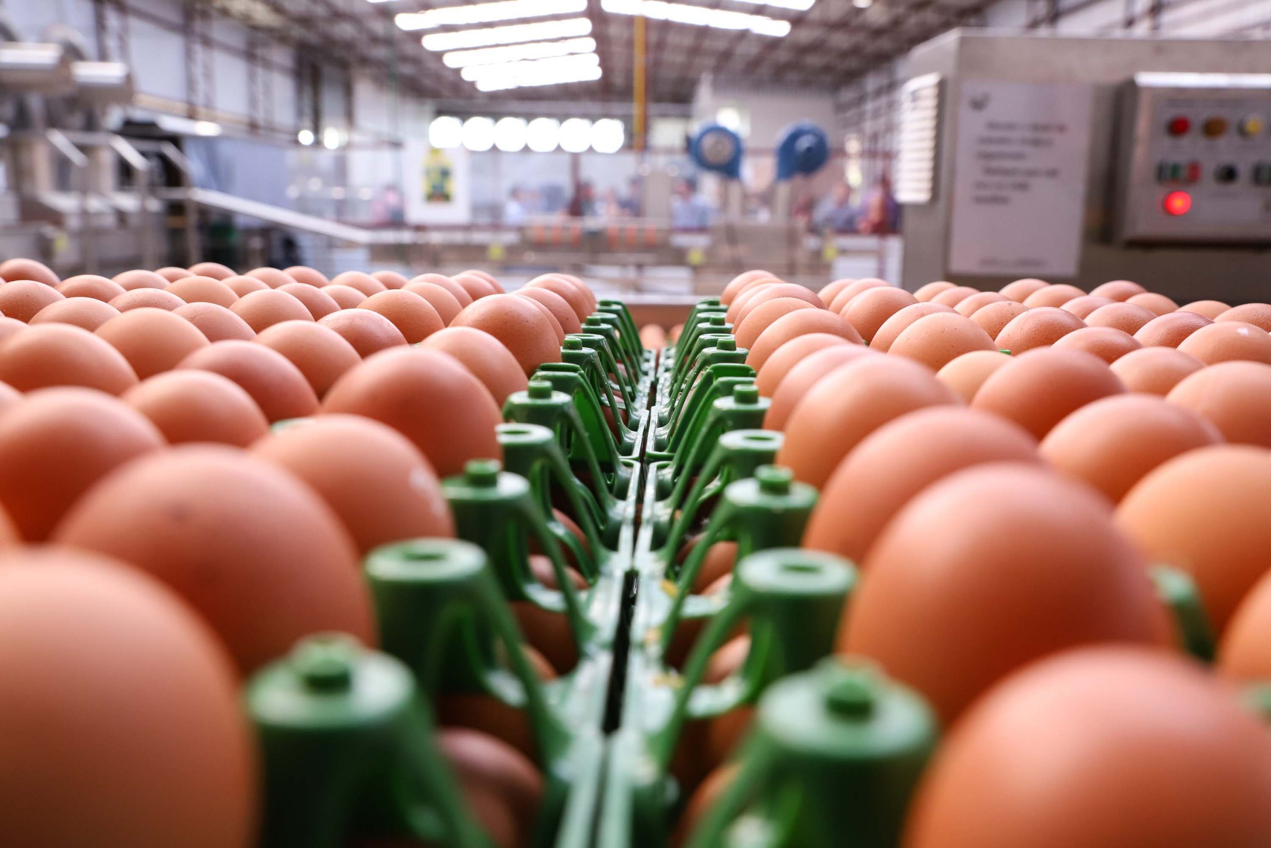Bahia registra produção recorde de ovos pelo sexto ano consecutivo e movimenta R$ 879,9 milhões.